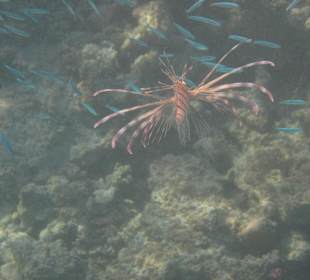 Feuerfisch, sehr hübsch aber nicht ungefährlich 