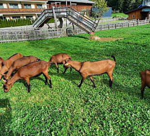 Wandern Aschau im Zillertal