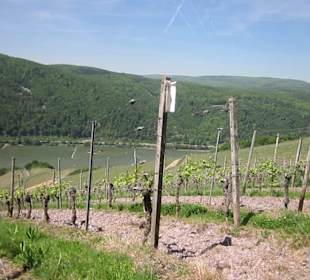 Impressionen Kräuterweg in Assmannshausen