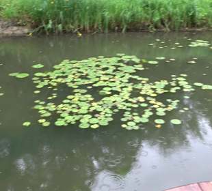 Fischlehrpfad Neu-Ulm