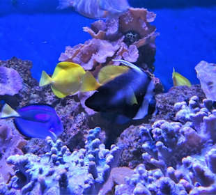 In der Aquarienwelt des Nautiland