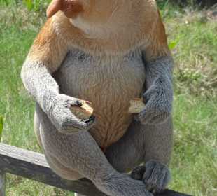 Po to przyjechaliśmy do Sandakan