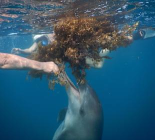 Verspielter Delfin, mein absolutes Highlight