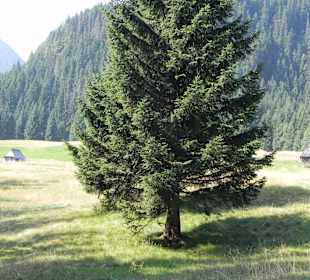 Tatrzański Park Narodowy