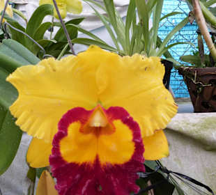 Die gibt es bei uns nur im Gewächshaus