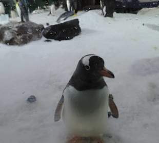 Besonders die Kinder hatten viel Spaß