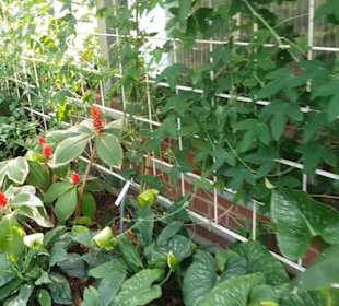 Botanischer Garten 
