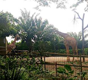 Singapur Zoo