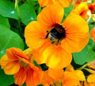Impressionen aus dem Interkulturellen Garten
