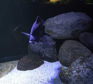 Aquarium
