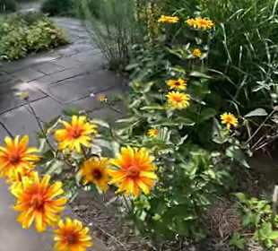 Flora und Botanischer Garten Köln