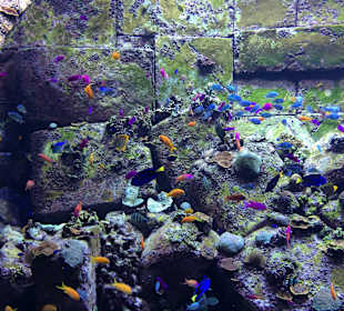 Aquarium im Hotel Atlantis