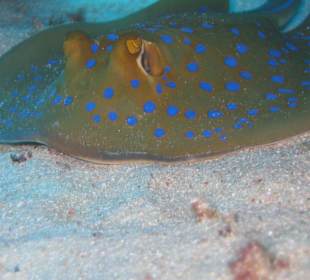 Blaupunktrochen komm raus