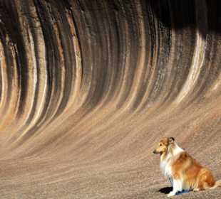 Lassie am Wave Rock