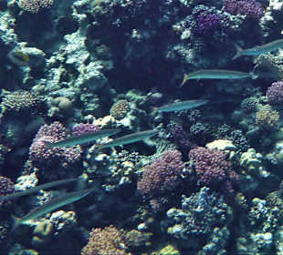 Schnorcheln Sahl Hasheesh