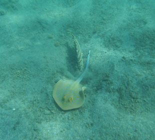 Hausriff Blaupunkt-Rochen