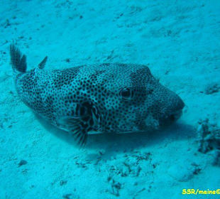 Schnorchelausflug mit SimSim-Reisen