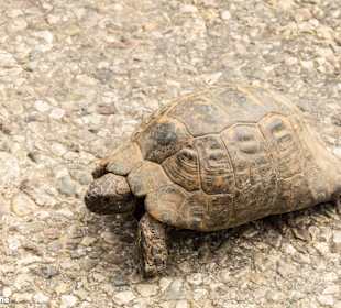 Schildkröte unterwegs 