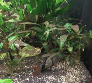 Aquarium