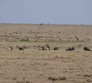 Im Hintergrund sitzende Giraffen