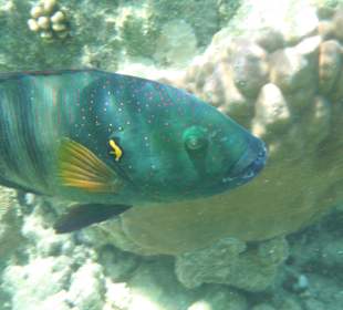 Besenschwanz - Lippfisch / Prima Life