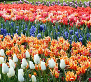Blumenpracht im Keukenhof