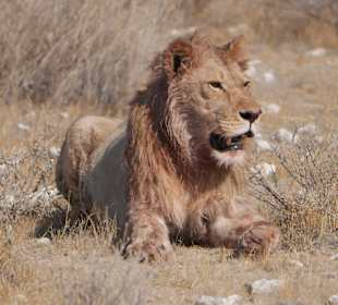 Etosha