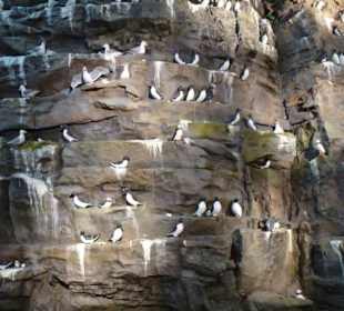 Vogelfelsen im Perlan