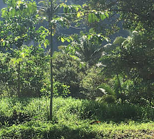 Khao Sok Nationalpark