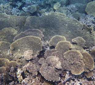 Korallen im Rote Meer