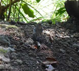 Tierische Gesellschaft