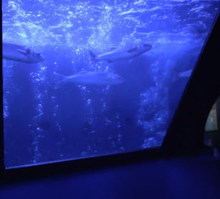 Sea Life