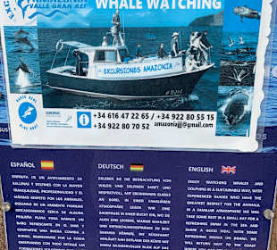 Whale Watching Oceano Valle Gran Rey