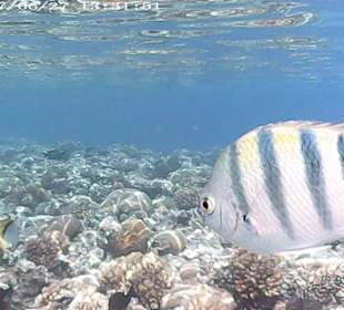 Schnorcheln Marsa Alam