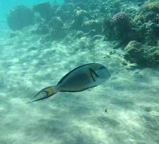 Hausriff - iPhone 5 im DiCAPac Plastik Case