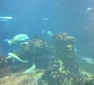 Zoo Wrocławkie