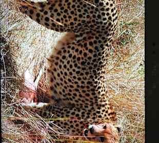 Masai Mara Holger & Mone