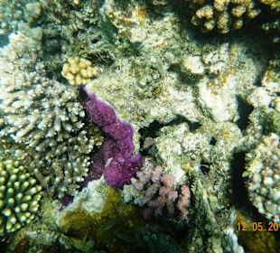 Подводный мир рифа Хилтона