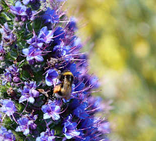 Sommer auf der Hochebene Paul da Serra