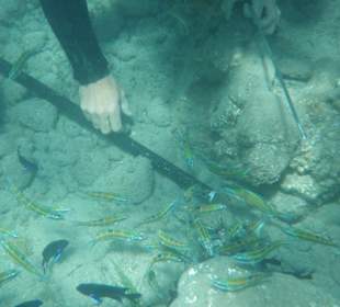 Schnorchelausflug