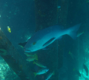 Beim Schnorcheln gesehen