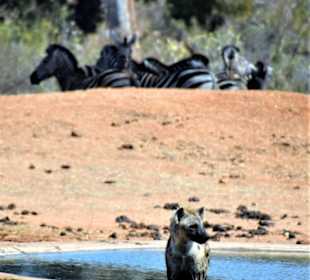 Hyäne und Steppenzebras
