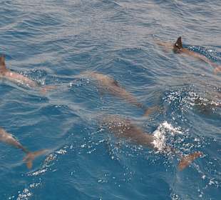 Delfin Tour Marsa Alam