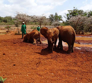 Auf dem Gelände des Elefantenwaisenhauses