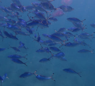 Schnorcheln Marsa Alam