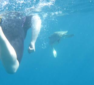 Schildkröte in der Coraya Bucht