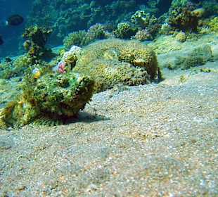 Schnorcheln Dahab
