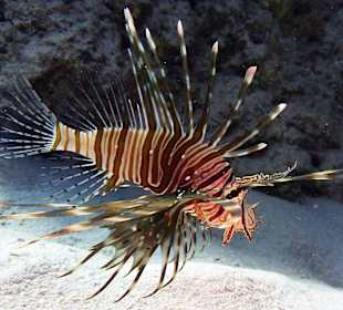Tauchen im Mnemba-Atoll
