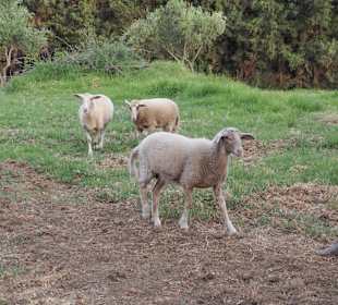 Wandern Georgioupolis