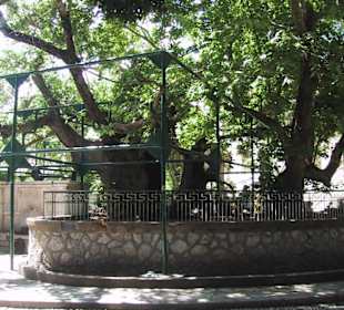 Platane des Hipokrates